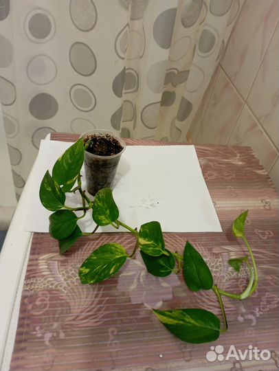 Сциндапсус золотистый обновлено 9 октября