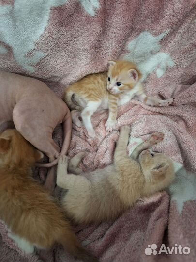 Кошка