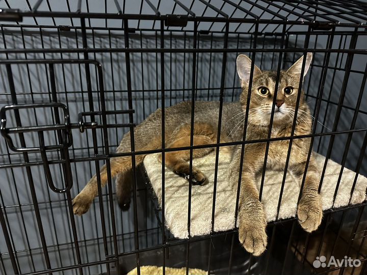 Чаузи ф2