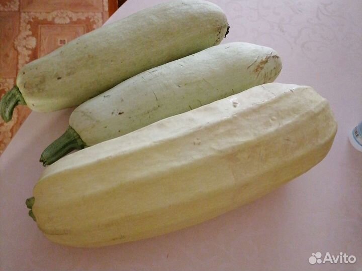 Кабачки домашние