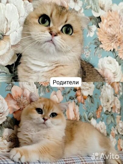 Золотые шиншиллята