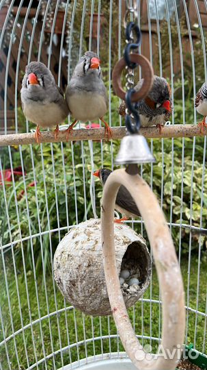 Зебровые амадины