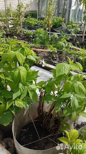 Ремонтантная малина