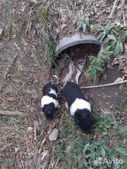 Щенки в беде