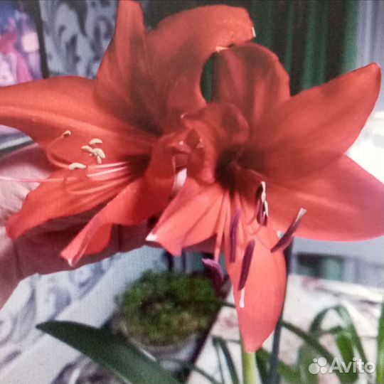 Комнатные цветы в керамических горшках Гипераструм