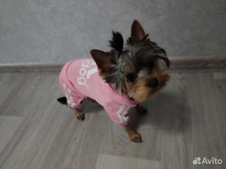 Комбез для Йоркширского терьера