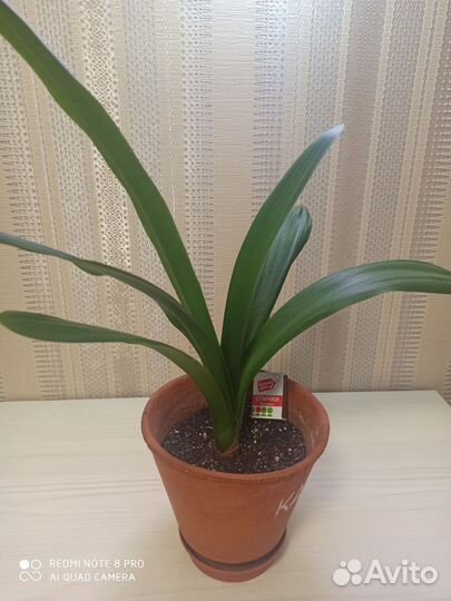 Комнатные цветы кливия