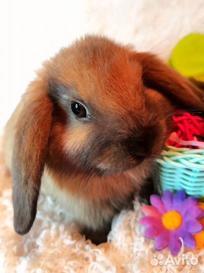 Карликовый вислоухий кролик (баран)