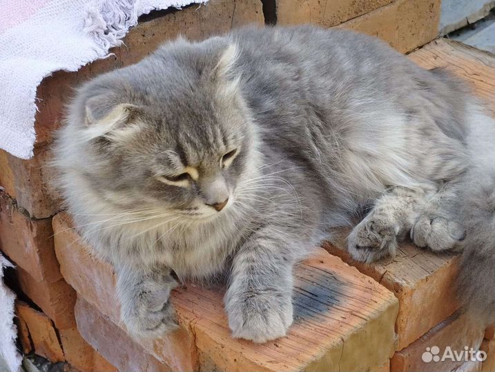 Кошка в дар бесплатно