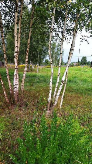 Участок 9 сот. (ИЖС)