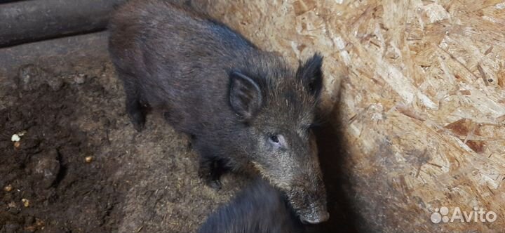 Дикий кабан