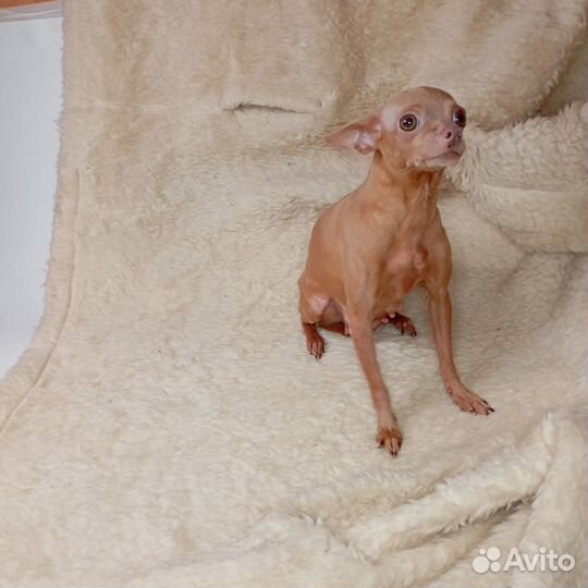 Девочка русский той 6 лет