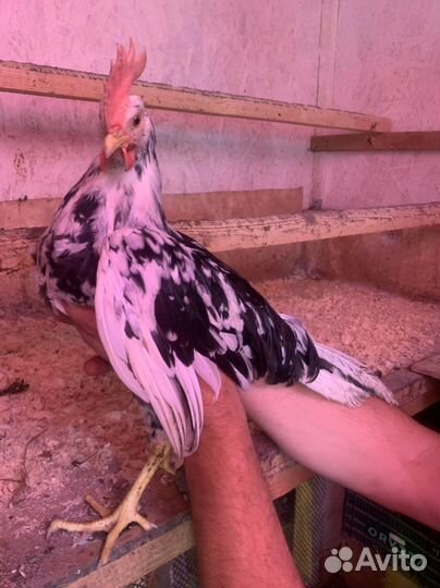 Петухи, порода Леггорн Далматинец на племя