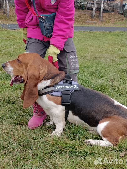 Бассет хаунд