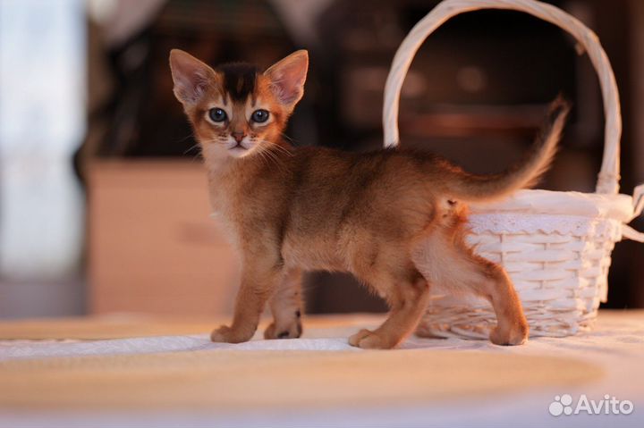 Абиссинские котята
