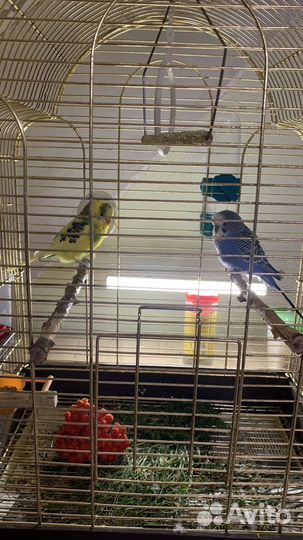 Попугай волнистые девочка и мальчик