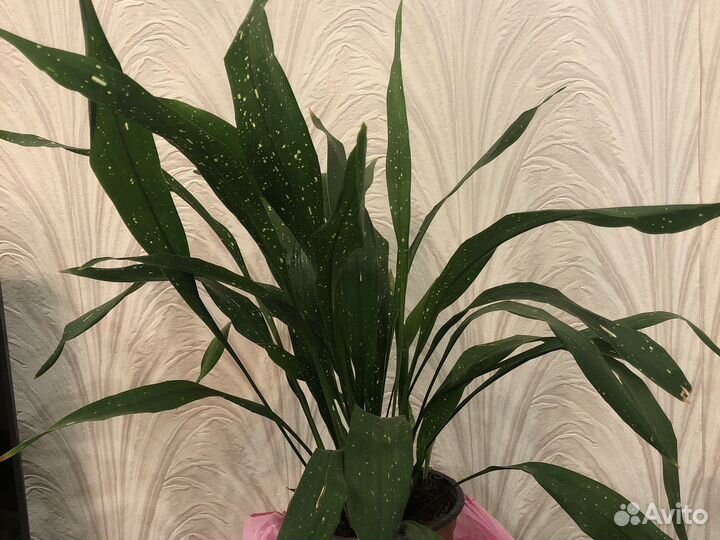Аспидистра вариегатная