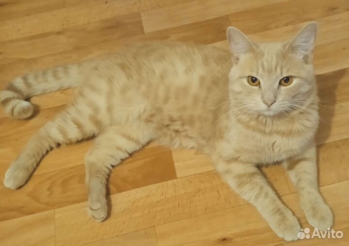 Кот