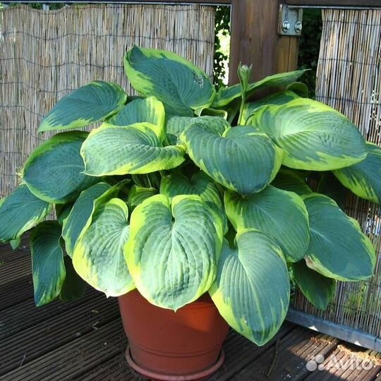 Саженцы хосты 1-2 почки из грунта