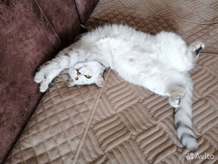 Отдам в добрые руки