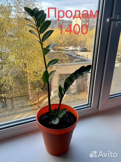 Замиокулькас