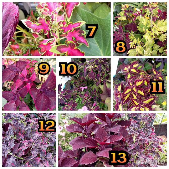 Ипомея батат колеусы