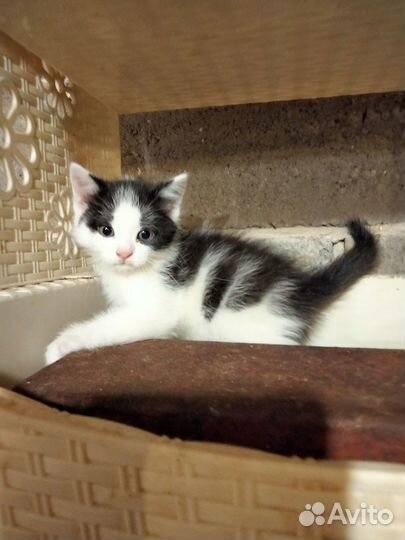 Котенок в добрые руки