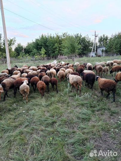 Овцы бараны