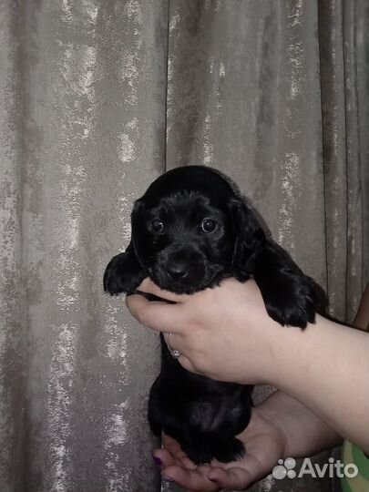 Щенки спаниеля