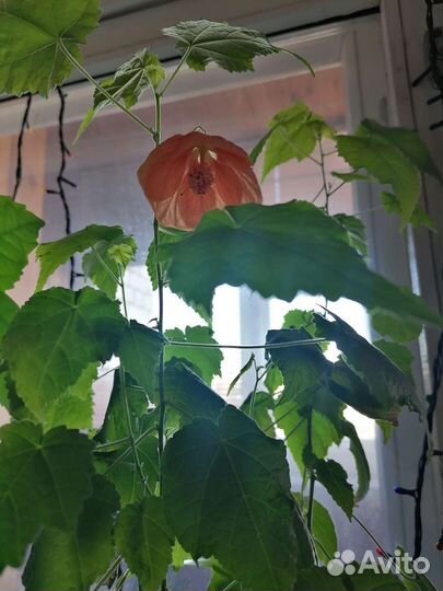 Абутилон оранжевый