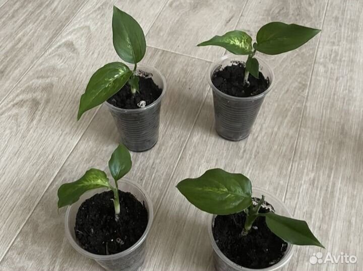 Комнатные растения отростки