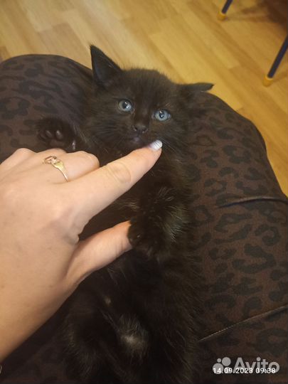 Котенок девочка от сиамской кошечки
