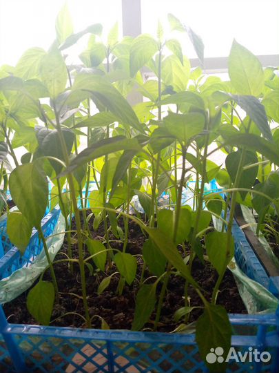 Рассада: горький, сладкий перец, баклажаны