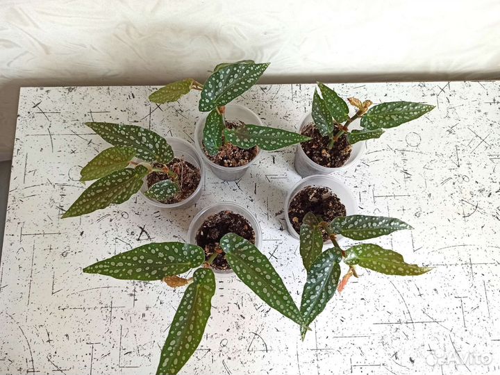 Бегония Макулата