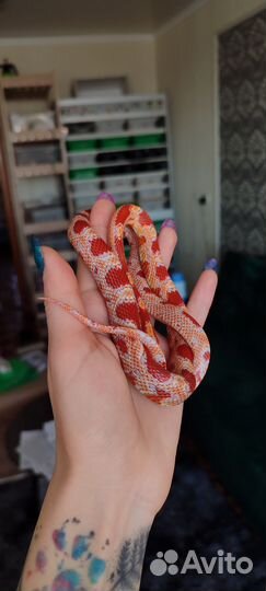 Змея маисовый полоз