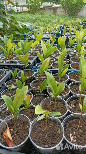 Магнолия крупноцветковая Белая