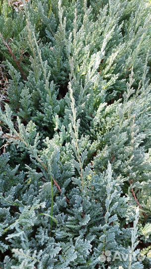 Можжевельник Blue Chip, Книфофия, Овсянница