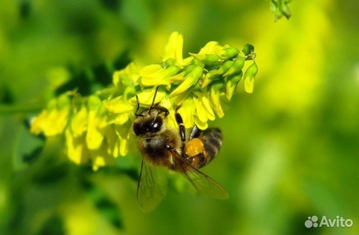 2023 года Мед Алтайский оптом