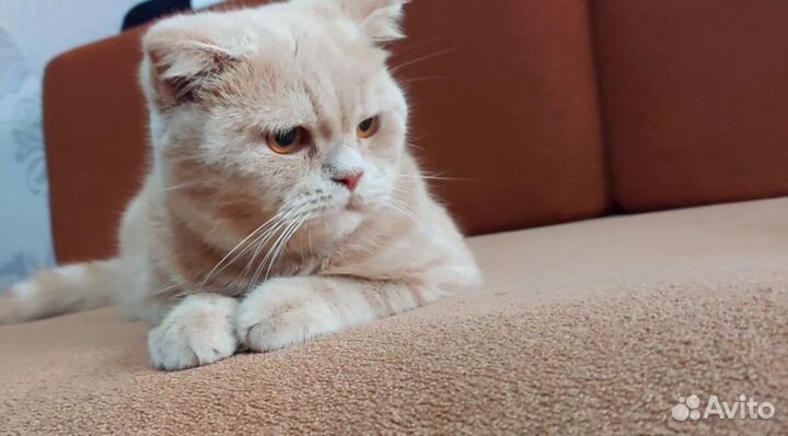 Британский кот в добрые руки