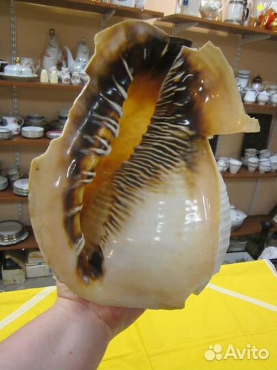 Большая ракушка раковина 30*20