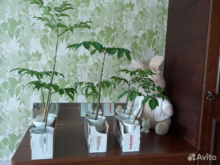 Аморфофаллус