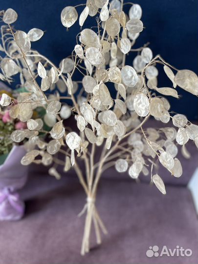 Лунария сухоцвет букет