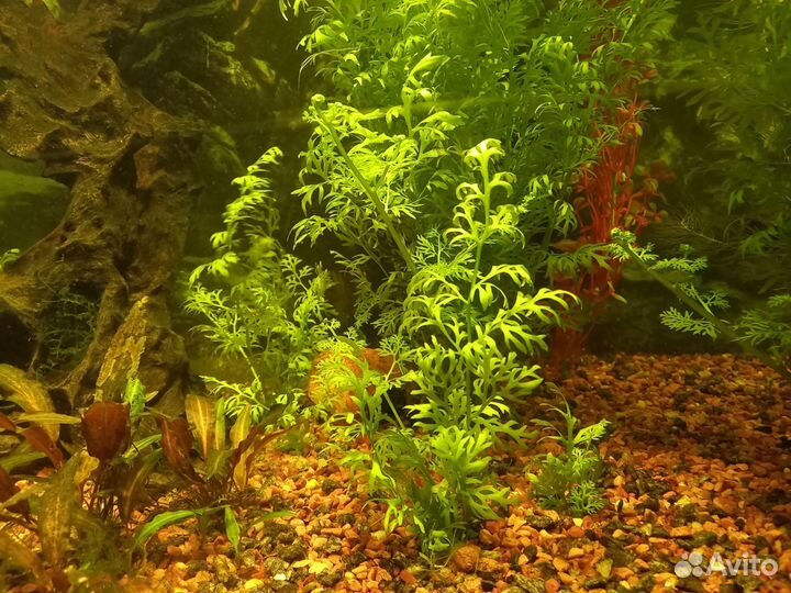 Растения для аквариума