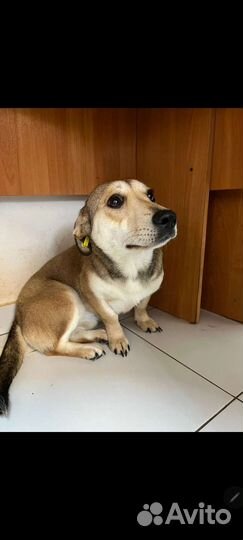 Собака друг человека