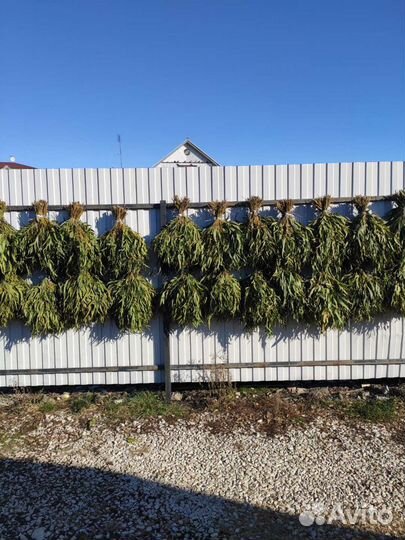 Эвкалиптовый веник