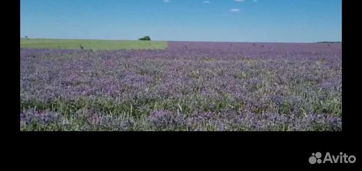 Вика озимая