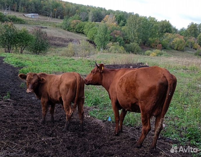 Корова с теленком