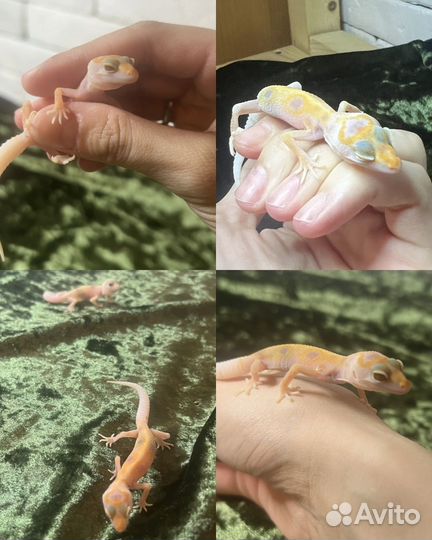 Эублефары малыши