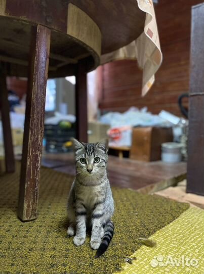 Домашние животные