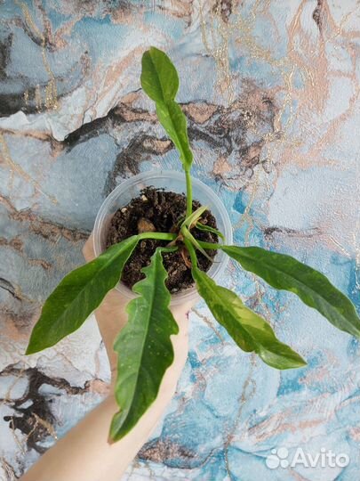 Филодендроны